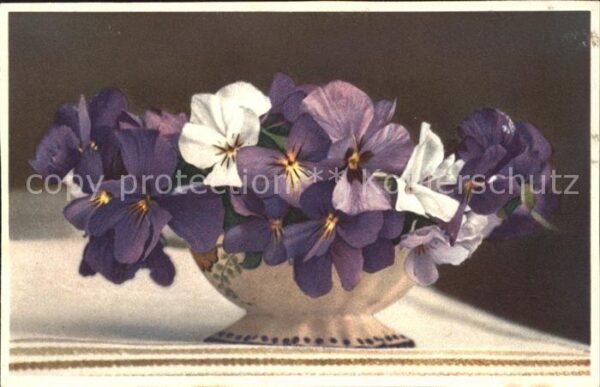 Blumen Langgesporntes Veilchen Viola calcarata