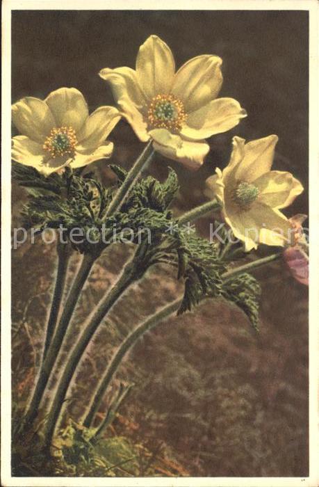 Blumen Schwefelgelbe Alpenanemone