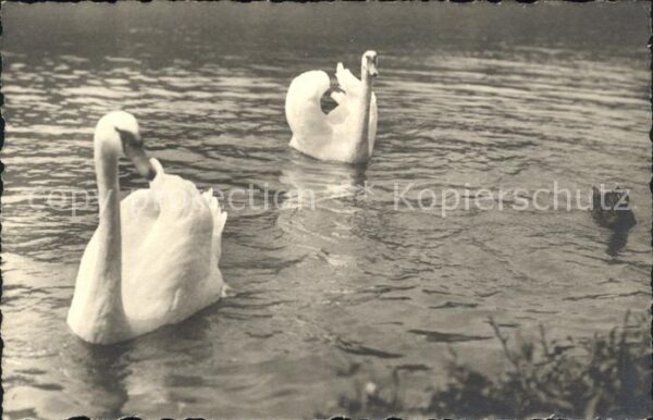 Schwan