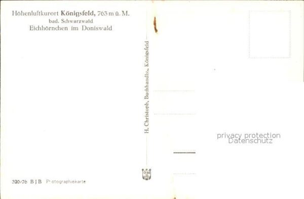 Eichhoernchen Doniswald Königsfeld Schwarzwald – Bild 2