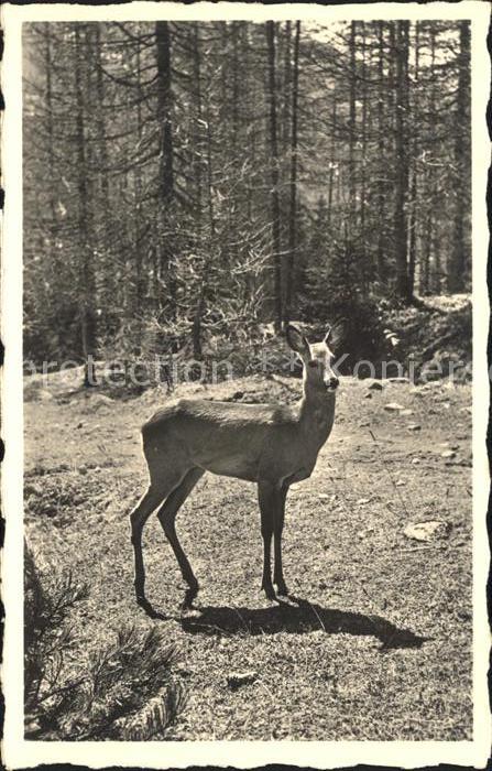 Reh Davos Wald