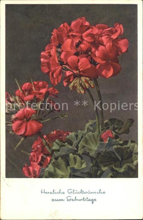 Blumen Geranium Storchschnäbel Glückwunsch Geb