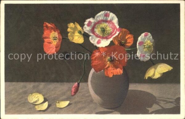 Blumen Nackstengeliger Mohn Papaver nudicaule