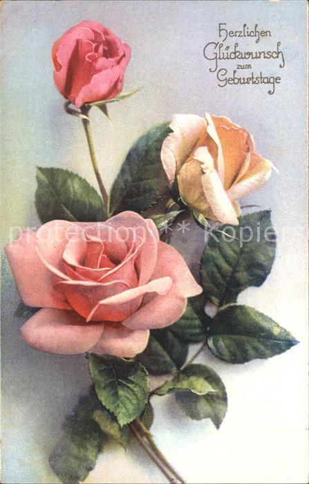 Rosen Glückwunsch Geburtstag