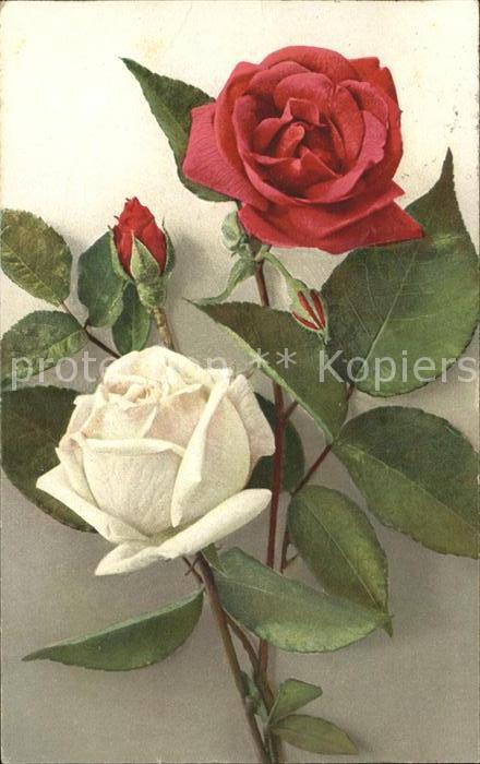 Rosen