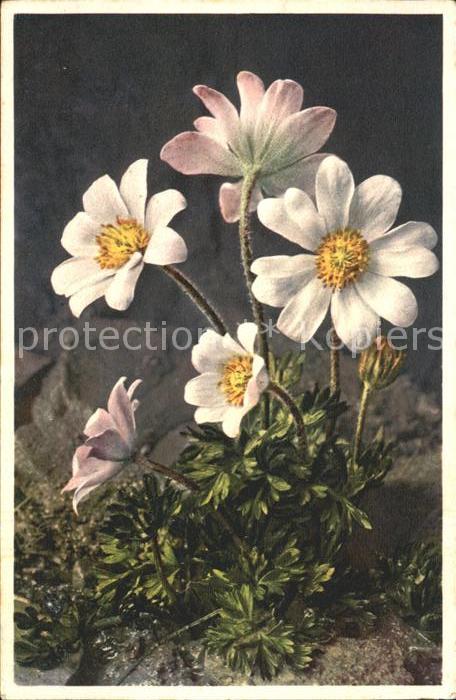 Blumen Monte Baldo Anemone