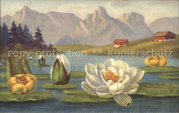 Blumen Teichrosen Nymphaea lutea