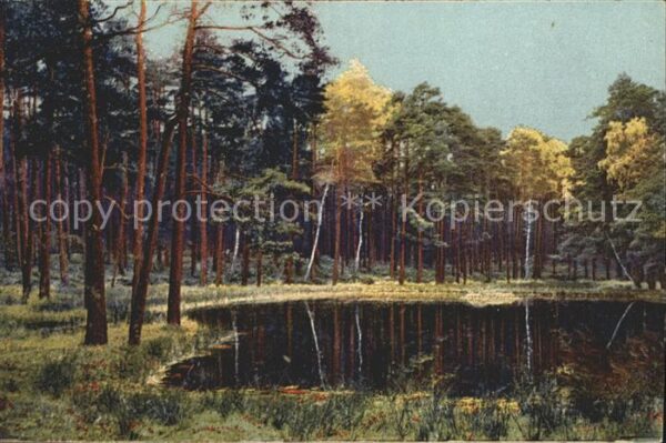 Verlag Photochromie Nr. 4300 Serie 277 Dresdner Heide Wald Bäum