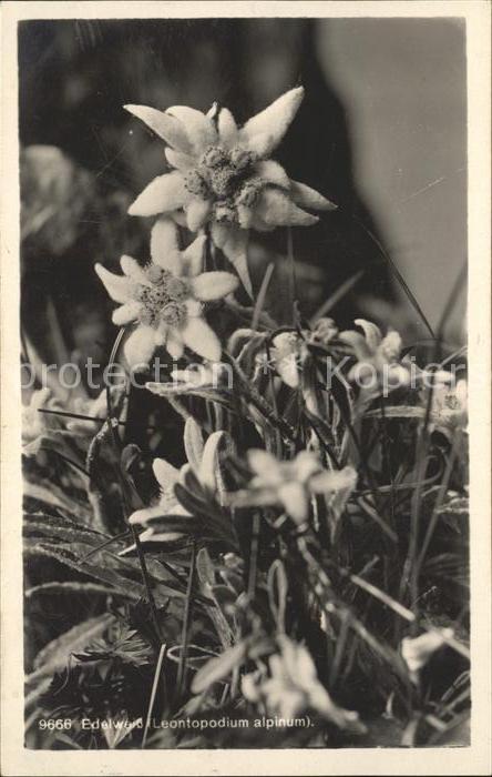 Edelweiss Leontopodium alpinum