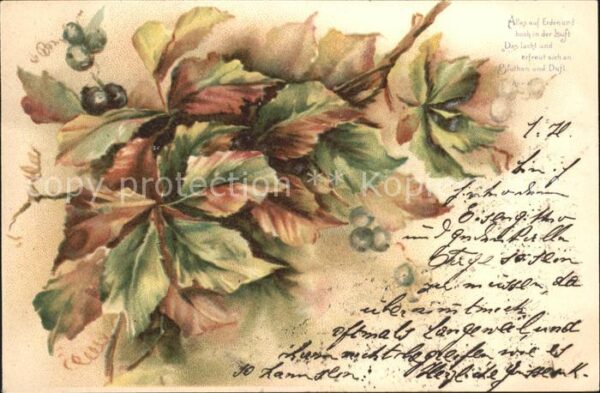 Pflanzen Blaubeeren Gedicht Litho