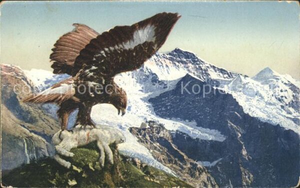 Adler Eagle Aigle Aguila Berge Natur