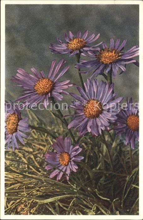 Blumen Alpen-Aster Aster alpinus