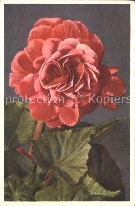 Blumen Gefüllte Knollenbegonie Begonia tuberhy