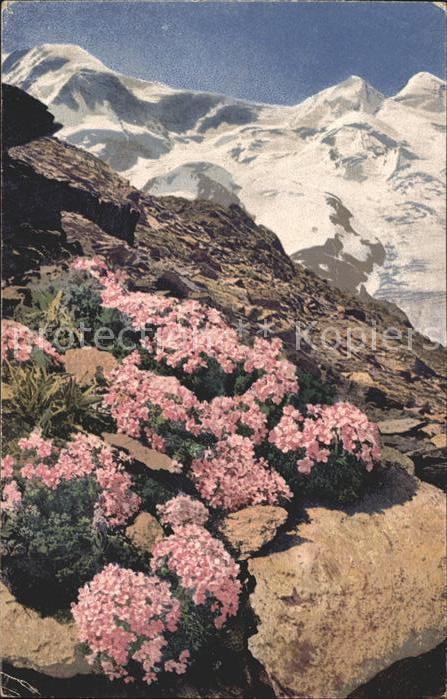 Verlag Photochromie Nr. 1219 Serie 547 Androsace glacialis Alpe