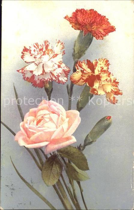 Rosen Nelken