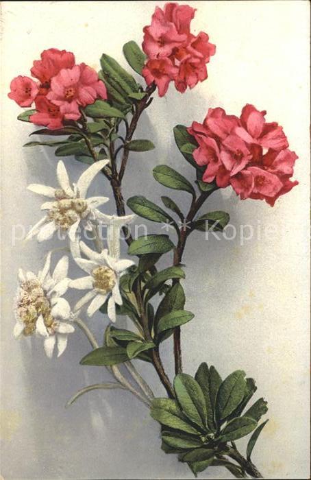 Edelweiss Alpenrosen