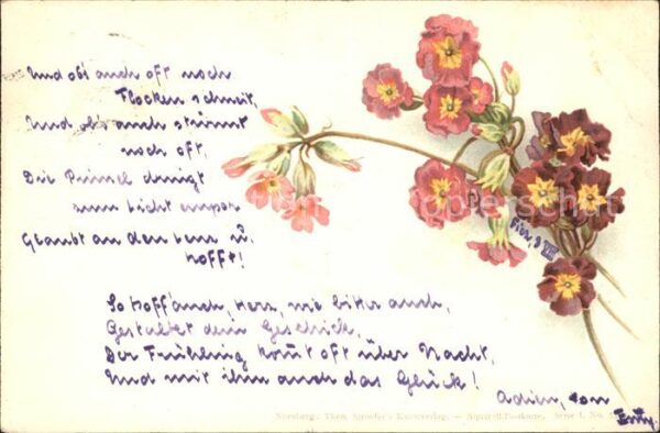 Blumen Primeln Litho