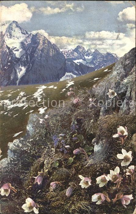 Verlag Photochromie Nr. 761 Serie 506 Pulsatilla vernalis Solda