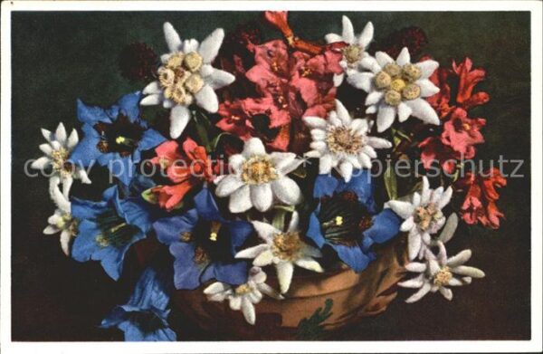 Edelweiss Enzian Alpenrosen Schwarzes Kohlröschen