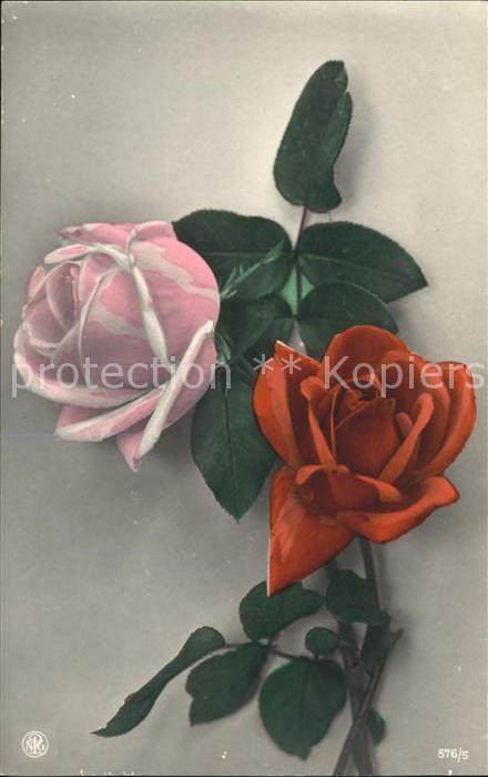 Rosen Verlag-NPG-Nr. 576/5