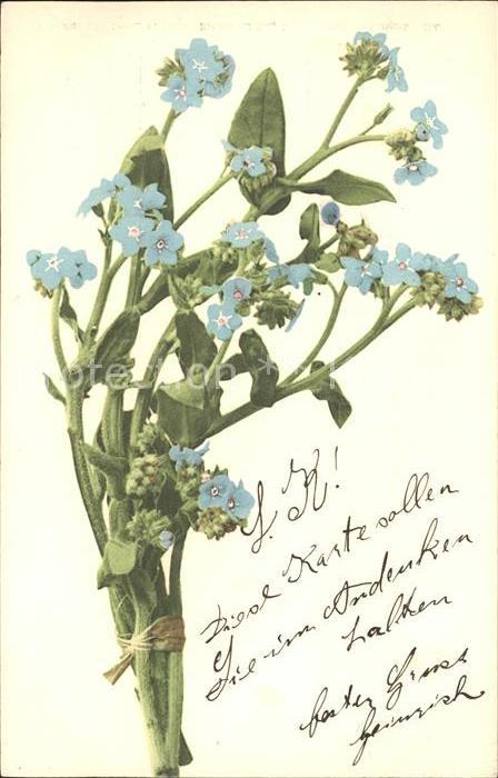 Blumen Vergissmeinnicht
