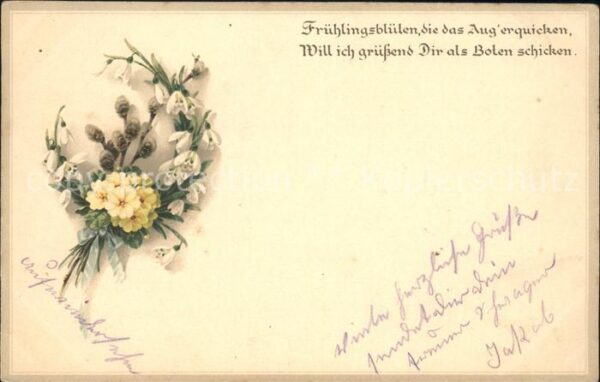 Blumen Primeln Schneeglöckchen Weidenkätzchen