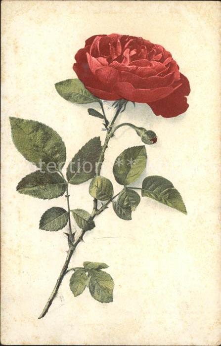 Rosen
