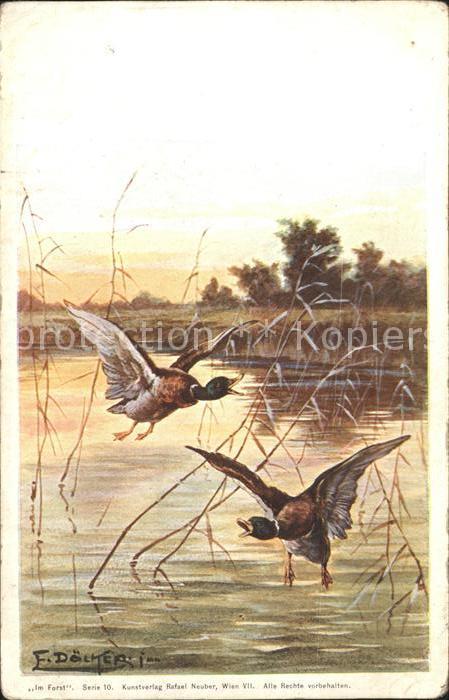 Doecker E. Enten Im Forst