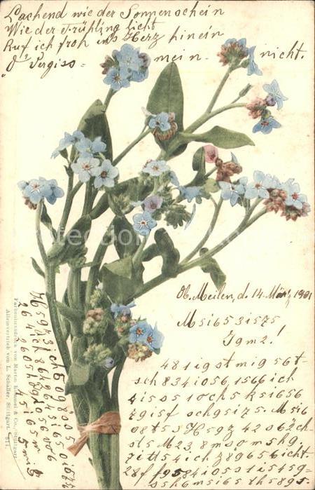 Blumen Vergissmeinnicht