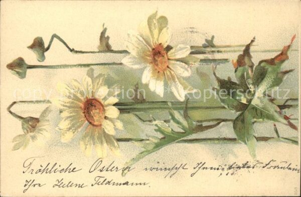 Blumen Margeriten Litho