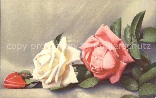 Rosen Rot Weiss Rosa