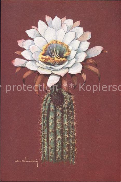 Kakteen Cereus Spachianus Lemaire Argentinien J