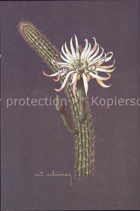 Kakteen Cereus Hirschtianus Schumann Nicaragua