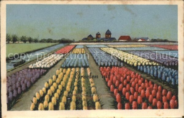 Blumen Feld Niederlande
