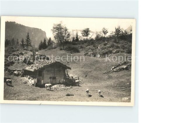 Verlag Perrochet Nr. 9324 Alm Kühe