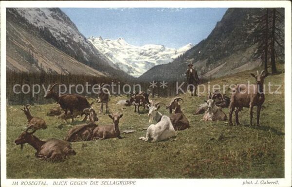 Foto Gaberell J. Nr. 5615 Rosegtal Sellagruppe Ziegen Hirte