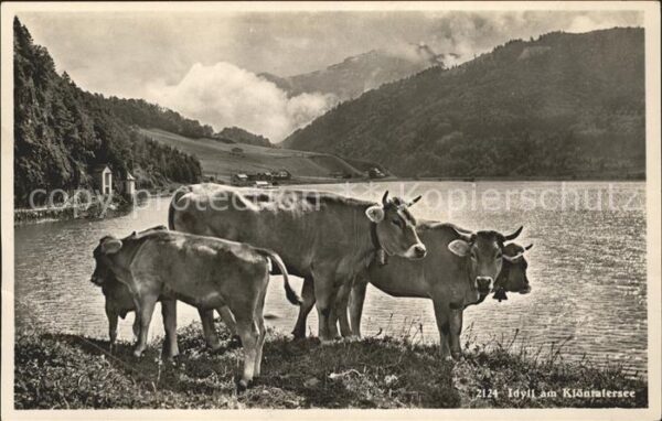 Kuehe Klöntalersee