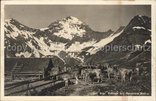 Kuehe Erbsalp Hausstock