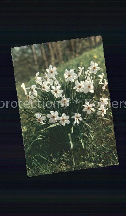 Blumen Weisse Narzissen Dichternarzisse