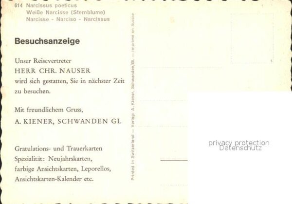 Blumen Weisse Narzissen Dichternarzisse – Bild 2