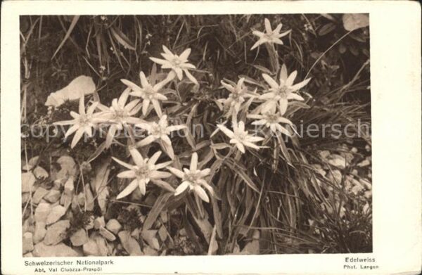 Edelweiss Nationalpark Schweiz