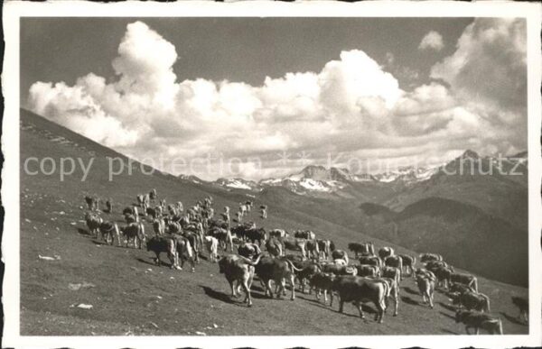Kuehe Weidgang Parsennalp Flüela-Weisshorn Sc