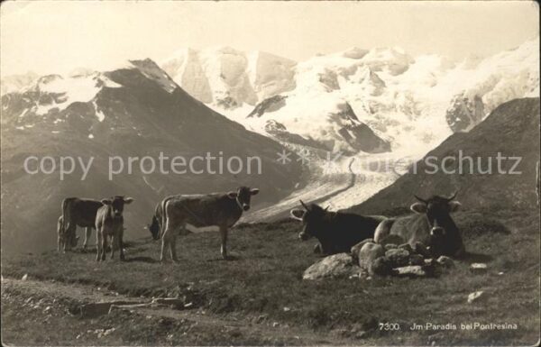 Kuehe Berge Pontresina