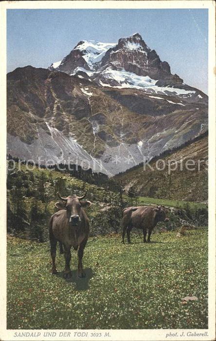 Foto Gaberell J. Nr. 1663 Sandalp Tödi Kühe