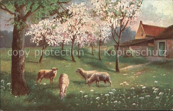 Schafe Bäume Natur