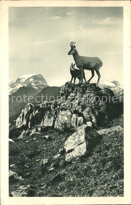 Gemse Alpgebiet Braunwald