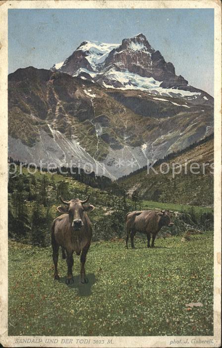 Foto Gaberell J. Nr. 1663 Sandalp Tödi Kühe