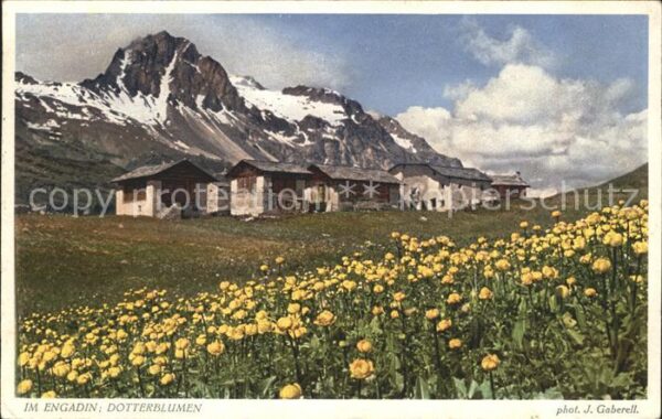 Foto Gaberell J. Nr. 10947 Engadin Dotterblumen