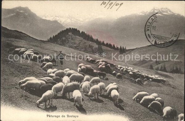 Schafe Hirte Bretaye