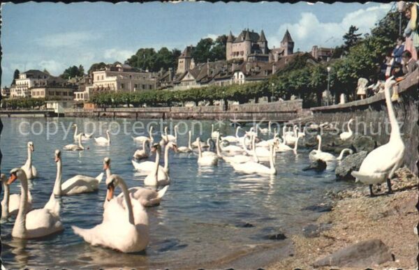 Schwan Nyon Quai Chateau